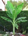 enseteglaucum03.jpg