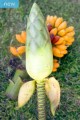 musa-bukensis-5_0_1_380x760_38f67.jpg