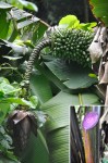 Musa Bukensis