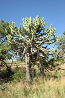 Euphorbia cooperi