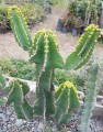 EuphorbiaCooperi03.jpg