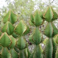 EuphorbiaCooperi05.jpg