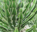 EuphorbiaCooperi01.jpg